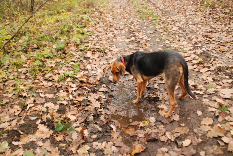 DSC_0111.JPG