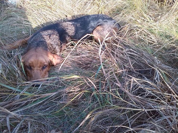 Gdzieś mam te ćwiczenia! Nigdzie dzisiaj się nie ruszam. Daj poleżeć na słoneczku!