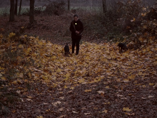 SAM_1924.JPG