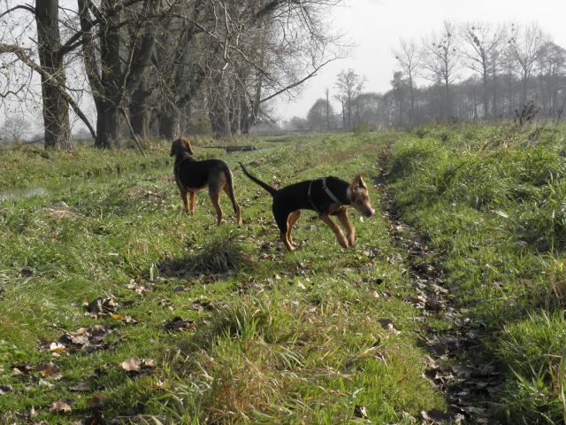 &quot;kicająca&quot; Łoza