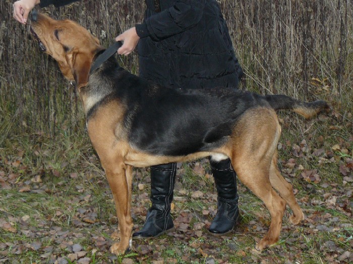 husi 1.jpg