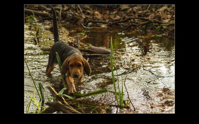 20141120-Waterdog.jpg