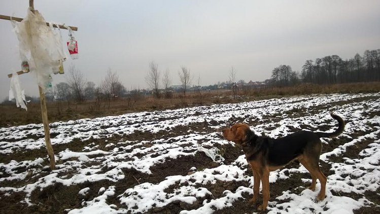 Świtek