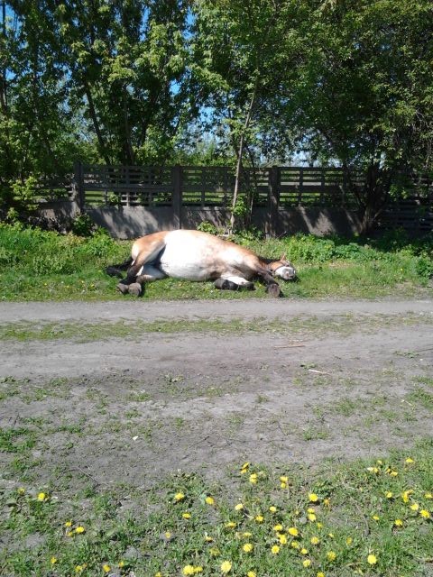 2014-05-06 12.40.20.jak-zmniejszyc-fotke_pl.jpeg