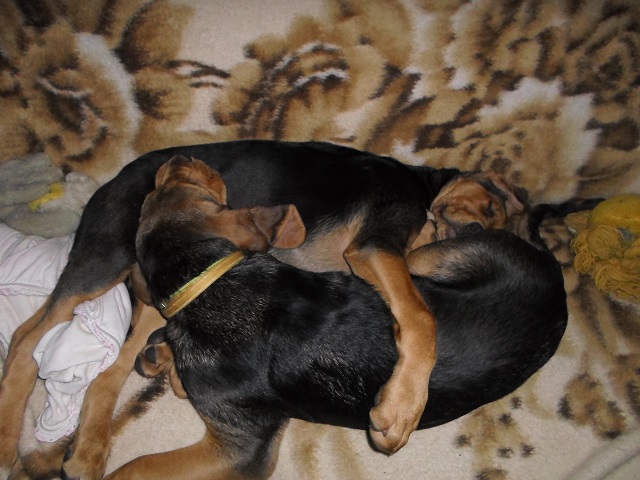 Yin yang.