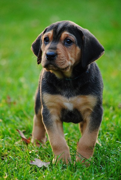 blue female (6).JPG