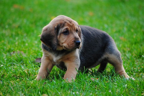 brown female (3).JPG