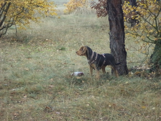 Jestem duży !! 08.11.2014.jpg