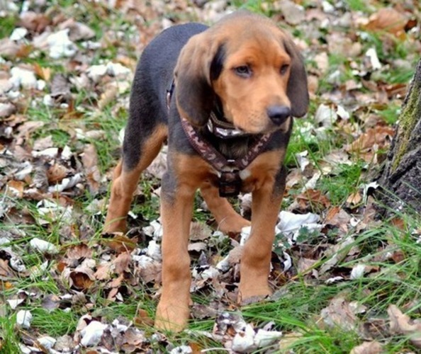 Jesienne nastroje .. Mam już skończone aż 3 miesiące.. 19.11.2014.jpg