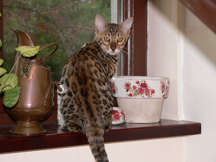 kicia.JPG