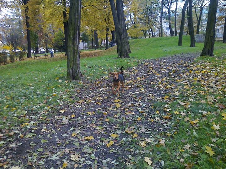 biegnę do ciebie, szykuj smaczki