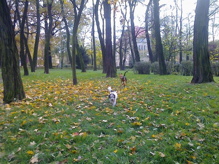 gonić Kajtka