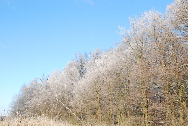 DSC_0037.JPG