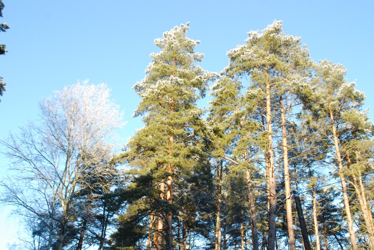DSC_0117.JPG