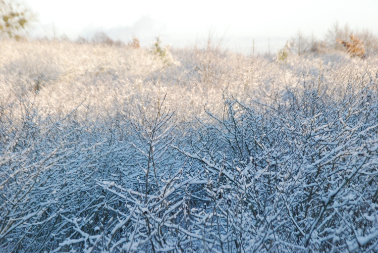 DSC_0120.JPG