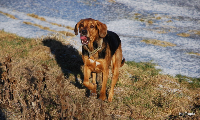 Lody pycha