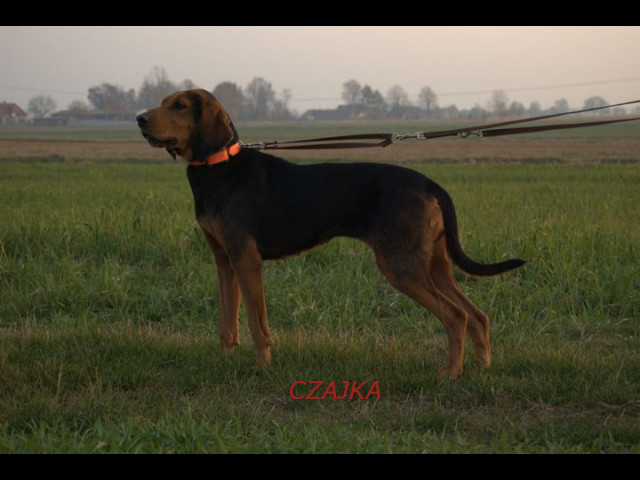 Matka : CZAJKA