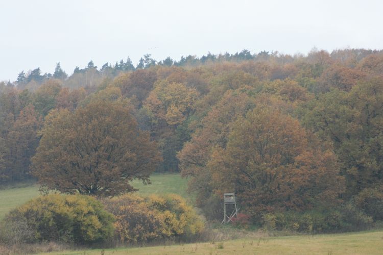 podziwia jesień