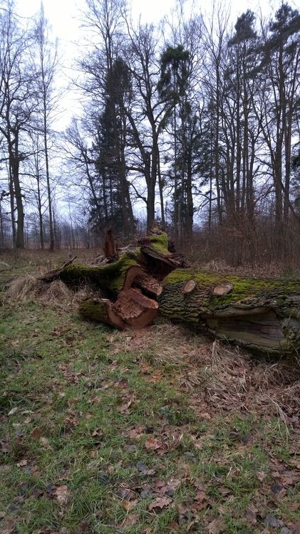 WP_20150117_12_39_22_Pro_wynik.jpg