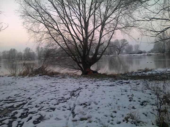 latający ogar