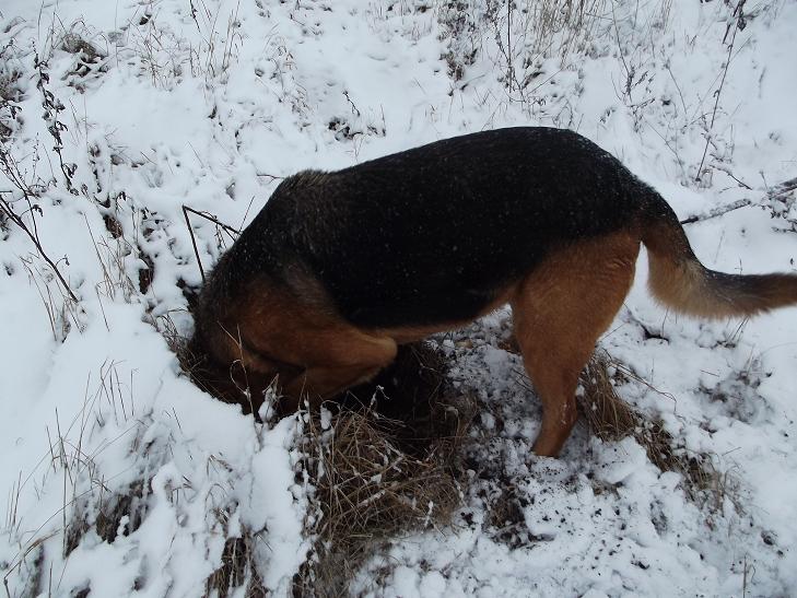 poszukiwacz skarbów