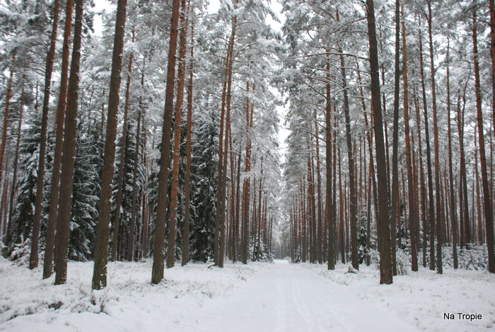 DSC_7390.JPG