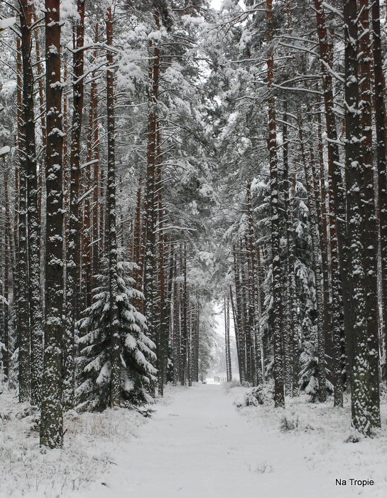 DSC_7435.JPG