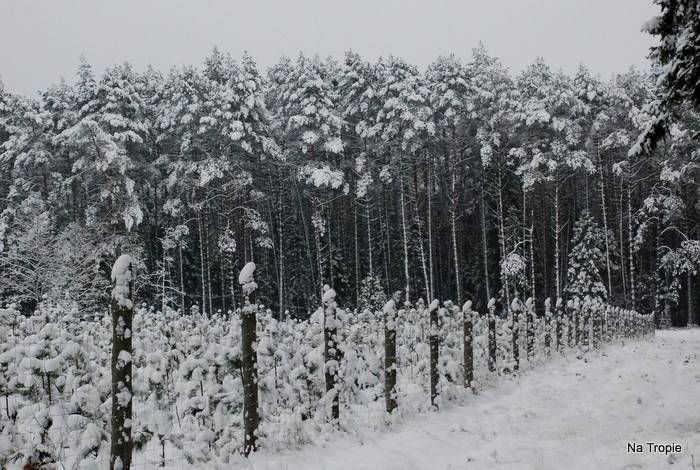 DSC_7439.JPG