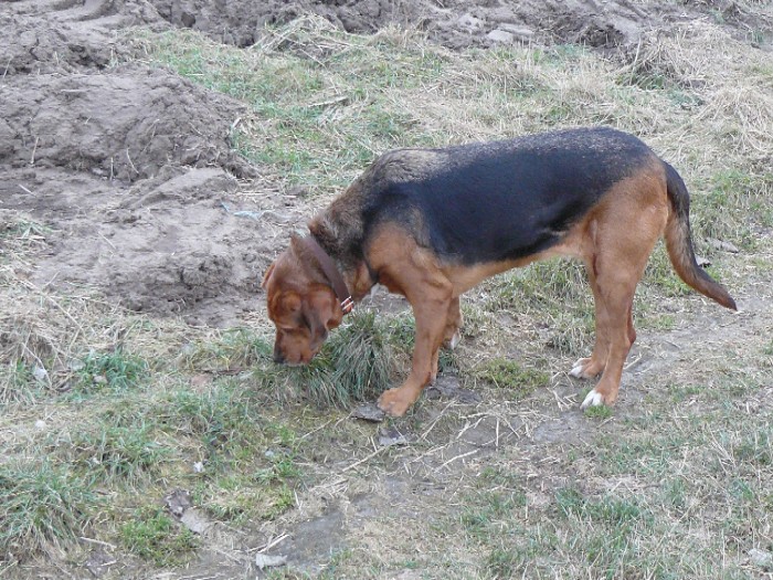 A TAKIE MAMY ZRYTE TERENY.... PRZEZ DZIKI