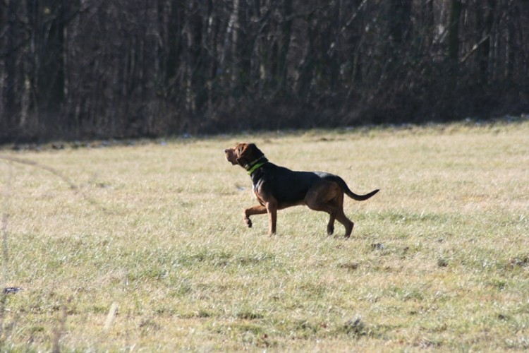 wącha