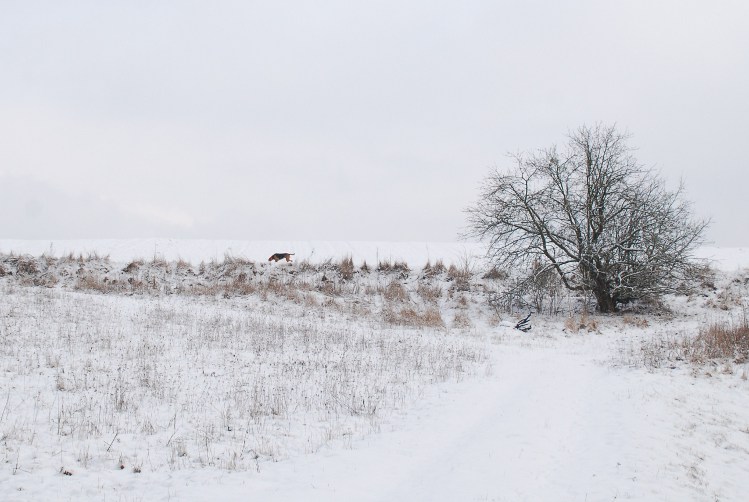DSC_0045.JPG