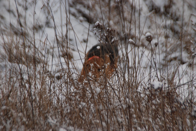 DSC_0053.JPG