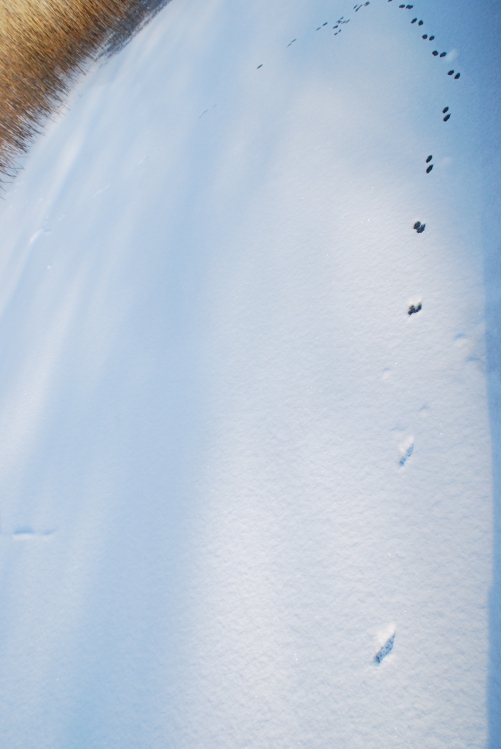 DSC_0036.JPG