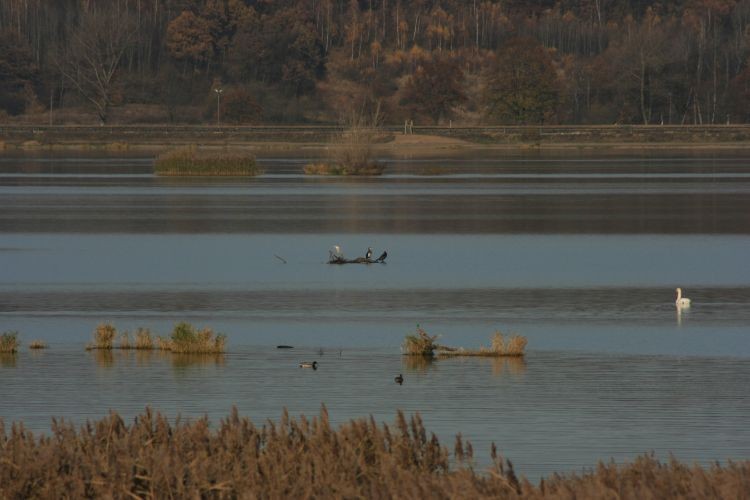 Kormorany, czapla siwa, perkozy, łabądek,kaczki.