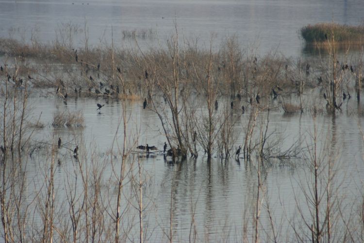 Kolonia kormoranów