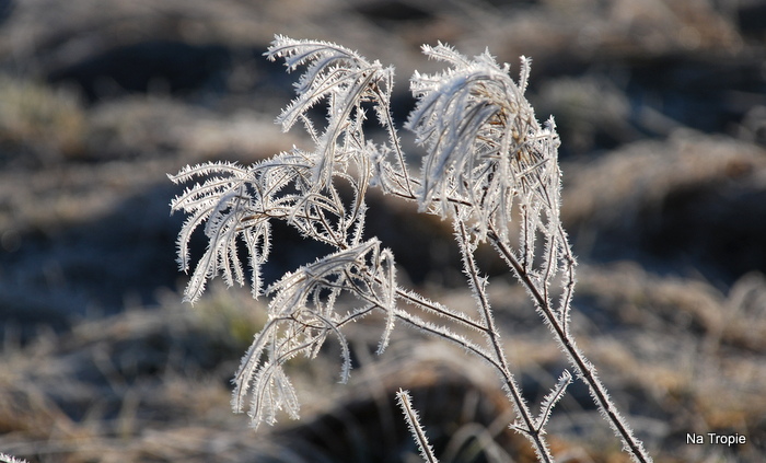 DSC_7865.JPG