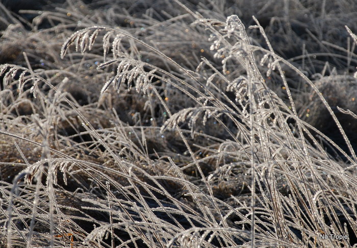 DSC_7866.JPG
