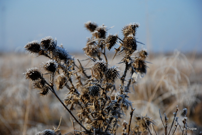 DSC_7919.JPG