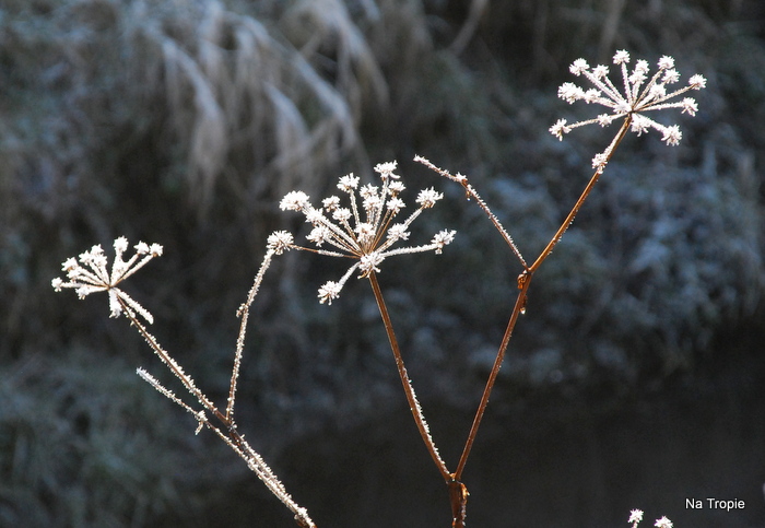 DSC_7933.JPG