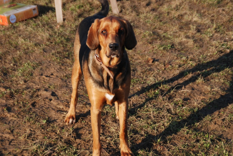 Śniada
