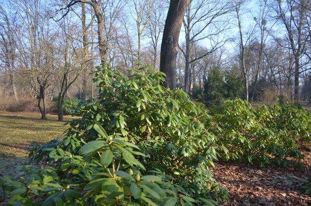 park szczytnicki 02 2015_pąki wiosenne już są.JPG