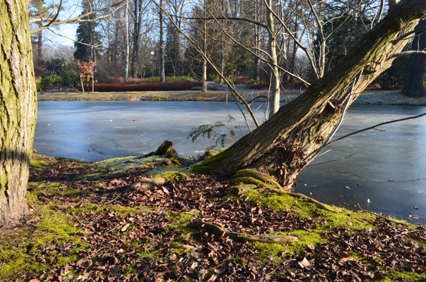park szczytnicki 02 2015_prawie ogród japoński.JPG