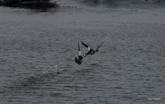 DSC_8091.JPG