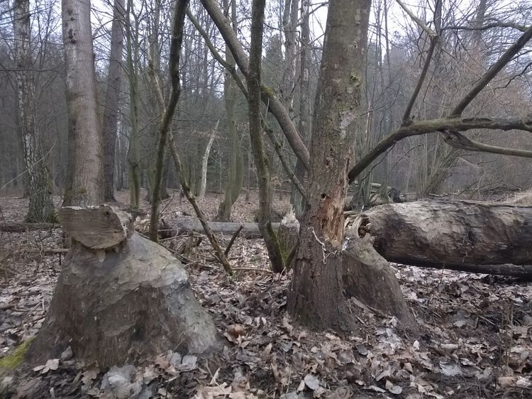 635598629582319879_wynik.jpg