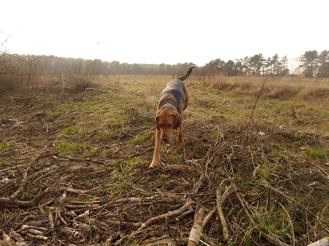 Znowu pudło. To raczej wygląda na jesień.