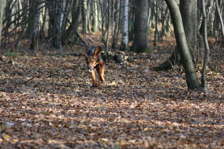 Zagaj jako: wolność kocham i rozumiem....