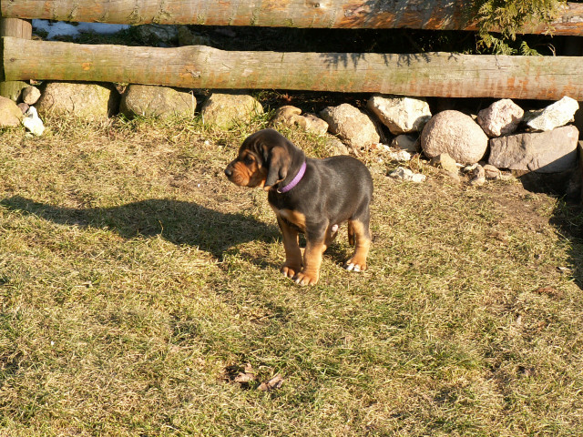EMO ( fioletowy piesek )