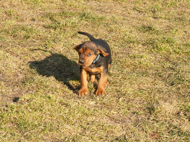 EKO ( granatowy piesek )