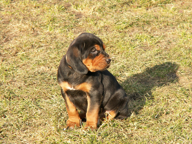 EMMY ( pomarańczowa suczka )