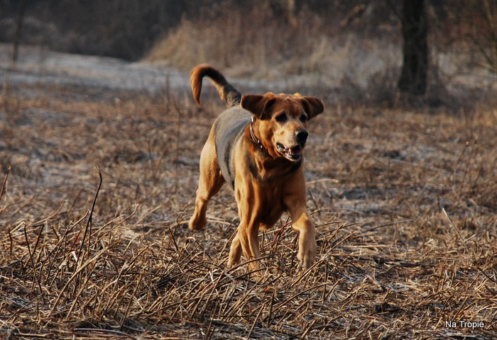 Luśka